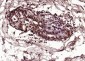 phospho-HSP70 (Tyr611) Rabbit pAb